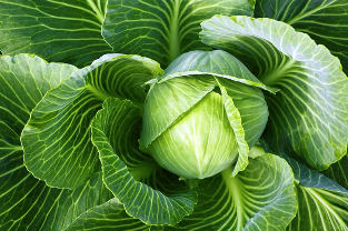varicose veins are popular for the treatment of cabbage